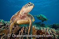 Green Sea Turtles Photo - David Fleetham