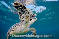 Hawksbill Sea Turtle swimming Photo - David Fleetham