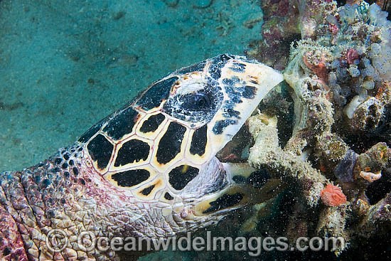 Hawksbill Sea Turtle eating coral photo