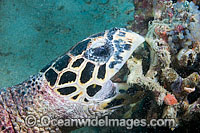 Hawksbill Sea Turtle eating coral Photo - David Fleetham