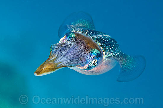 Caribbean Reef Squid photo