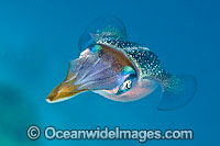 Caribbean Reef Squid Photo - David Fleetham