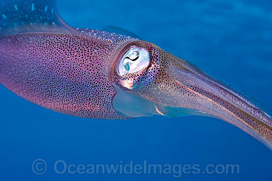 Caribbean Reef Squid Sepioteuthis sepioidea photo