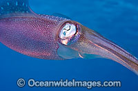 Caribbean Reef Squid Sepioteuthis sepioidea Photo - David Fleetham