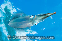 Caribbean Reef Squid Photo - David Fleetham