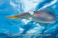 Caribbean Reef Squid Sepioteuthis sepioidea Photo - David Fleetham