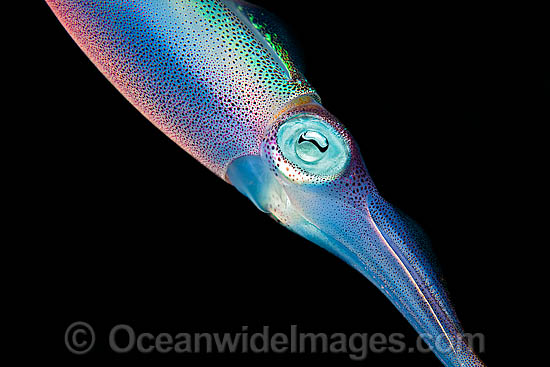 Caribbean Reef Squid photo