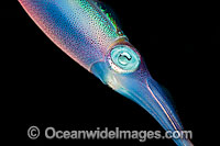 Caribbean Reef Squid Photo - David Fleetham