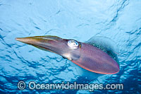 Caribbean Reef Squid Sepioteuthis sepioidea Photo - David Fleetham