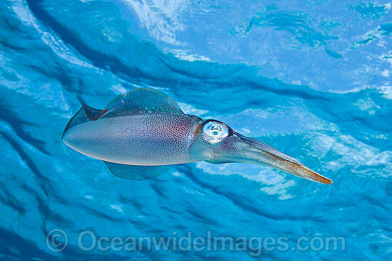 Caribbean Reef Squid Sepioteuthis sepioidea photo Caribbean Reef Squid Sepioteuthis sepioidea photo