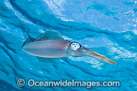 Caribbean Reef Squid Sepioteuthis sepioidea Photo - David Fleetham