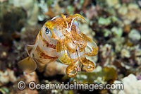 Bigfin Reef Squid Sepioteuthis lessoniana Photo - David Fleetham