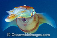 Bigfin Reef Squid Photo - David Fleetham