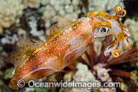 Bigfin Reef Squid Sepioteuthis lessoniana Photo - David Fleetham