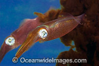 Bigfin Reef Squid Sepioteuthis lessoniana Photo - David Fleetham