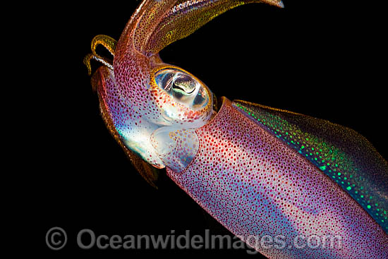 Bigfin Reef Squid photo