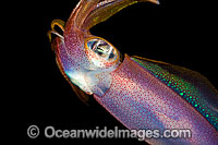 Bigfin Reef Squid Photo - David Fleetham