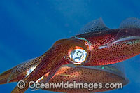 Bigfin Reef Squid Sepioteuthis lessoniana Photo - David Fleetham