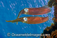 Bigfin Reef Squid Sepioteuthis lessoniana Photo - David Fleetham