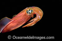 Bigfin Reef Squid Sepioteuthis lessoniana Photo - David Fleetham