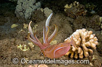 Bigfin Reef Squid Photo - David Fleetham