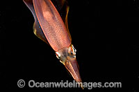 Bigfin Reef Squid Photo - David Fleetham