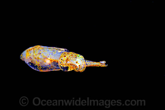 Grass Squid (Pickfordiateuthis pulchella). Found throughout the tropical western Atlantic Ocean. Photo taken off Roatan, Honduras. Photo - David Fleetham Grass Squid (Pickfordiateuthis pulchella). Found throughout the tropical western Atlantic Ocean. Photo taken off Roatan, Honduras. Photo - David Fleetham