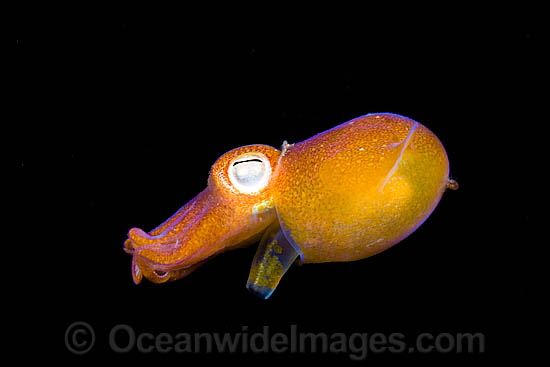 Bottletail Squid (Sepiadarium kochi). Also known as Dumpling Squid. Photo taken in Komodo, Indonesia. Within the Coral Triangle. Photo - David Fleetham Bottletail Squid (Sepiadarium kochi). Also known as Dumpling Squid. Photo taken in Komodo, Indonesia. Within the Coral Triangle. Photo - David Fleetham
