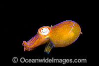 Bottletail Squid Sepiadarium kochi Photo - David Fleetham