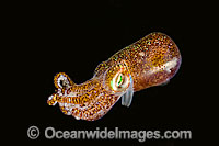 Bobtail Squid Euprymna berryi Photo - David Fleetham