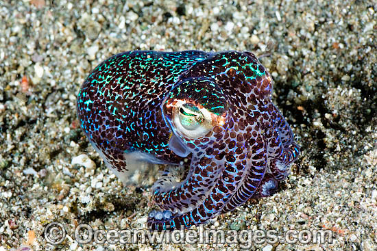 Bobtail Squid (Euprymna berryi). Also known as Dumpling Squid. Photo taken in Komodo, Indonesia. Within the Coral Triangle. Photo - David Fleetham Bobtail Squid (Euprymna berryi). Also known as Dumpling Squid. Photo taken in Komodo, Indonesia. Within the Coral Triangle. Photo - David Fleetham