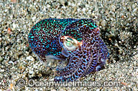 Bobtail Squid Photo - David Fleetham