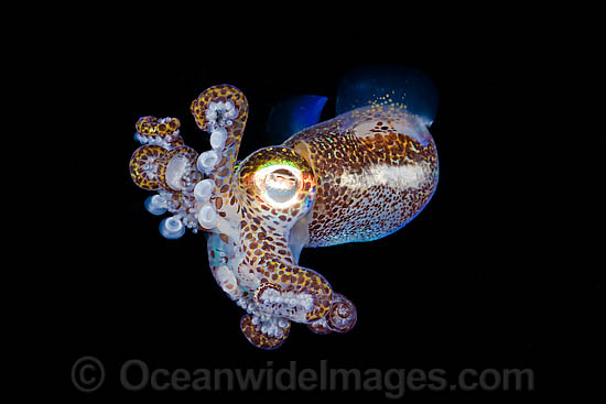 Bobtail Squid (Euprymna berryi). Also known as Dumpling Squid. Photo taken in Komodo, Indonesia. Within the Coral Triangle. Photo - David Fleetham Bobtail Squid (Euprymna berryi). Also known as Dumpling Squid. Photo taken in Komodo, Indonesia. Within the Coral Triangle. Photo - David Fleetham