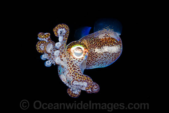 Bobtail Squid Euprymna berryi photo