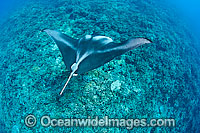 Reef Manta Ray Manta alfredi Photo - David Fleetham