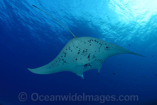 Manta Ray Manta birostris photo