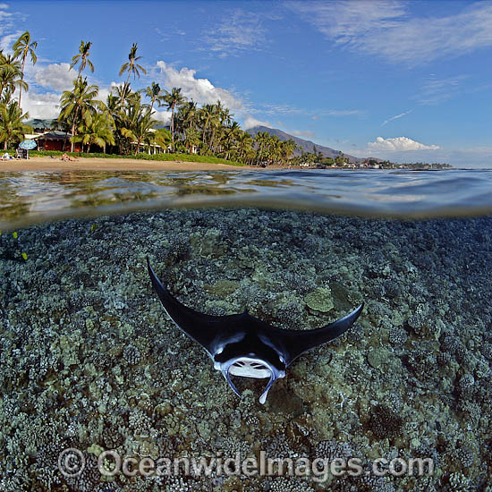Under over water picture of Giant Oceanic Manta Ray (Manta birostris) coral reef and tropical island. Maui, Hawaii. Also known as Devilfish, Manta's are found in tropical waters throughout the world, mostly around coral reefs. Under over water picture of Giant Oceanic Manta Ray (Manta birostris) coral reef and tropical island. Maui, Hawaii. Also known as Devilfish, Manta's are found in tropical waters throughout the world, mostly around coral reefs.