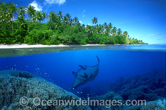 Manta Ray coral reef and island photo Manta Ray coral reef and island photo