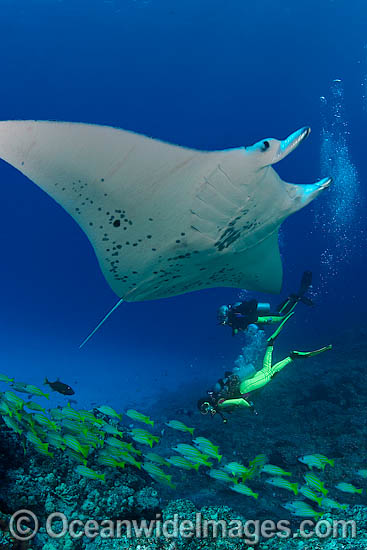 Scuba diver with Manta Ray photo Scuba diver with Manta Ray photo