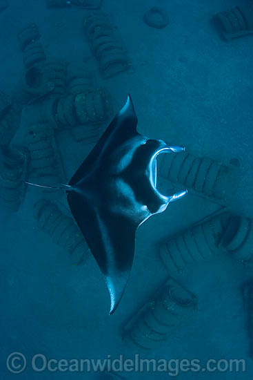 Manta Ray over artificial reef photo
