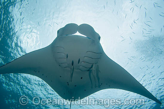 Manta Ray Manta birostris photo