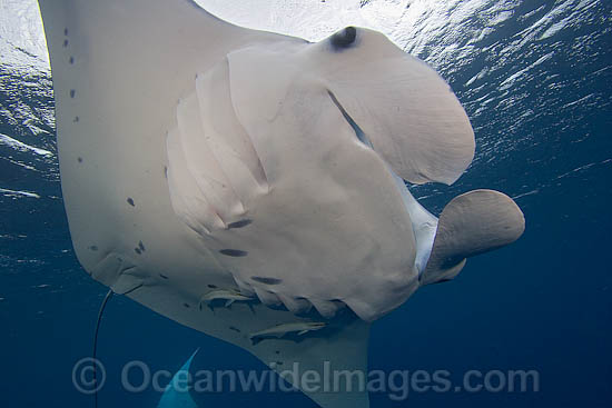 Manta Ray photo