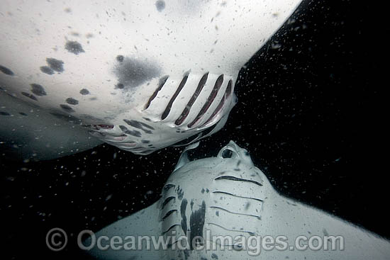 Manta Ray feeding on plankton photo