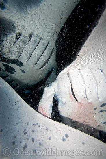 Manta Ray feeding on plankton photo