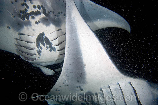 Giant Oceanic Manta Ray (Manta birostris). Two Giant Oceanic Manta Rays intersect as they feed on plankton at night off the Kona coast, Hawaii. Manta's are found in tropical waters throughout the world, mostly around coral reefs. Giant Oceanic Manta Ray (Manta birostris). Two Giant Oceanic Manta Rays intersect as they feed on plankton at night off the Kona coast, Hawaii. Manta's are found in tropical waters throughout the world, mostly around coral reefs.