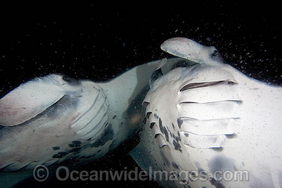 Manta Ray feeding on plankton photo