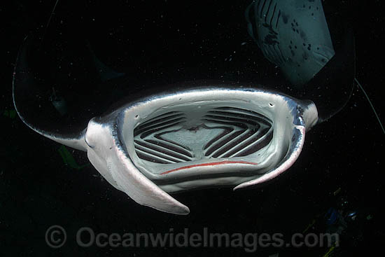 Manta Ray feeding on plankton photo Manta Ray feeding on plankton photo