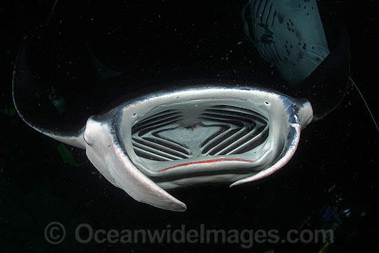 Manta Ray feeding on plankton photo