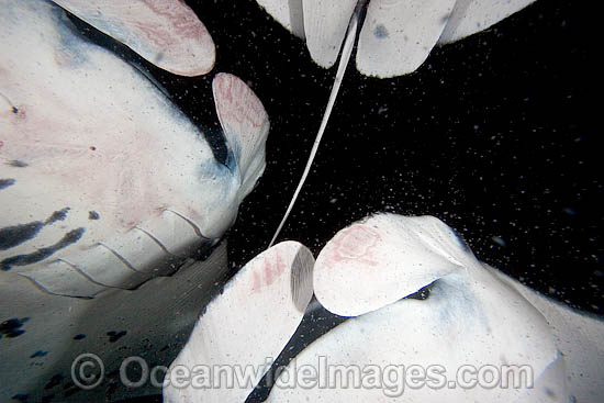 Manta Ray feeding on plankton photo