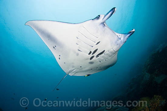 Manta Ray at cleaning station photo